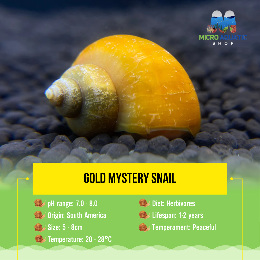 Gold Mystery Snail