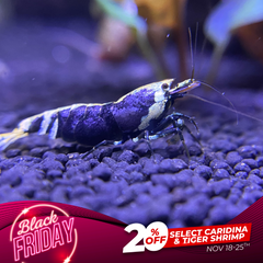 Metallic Purple Caridina Shrimp