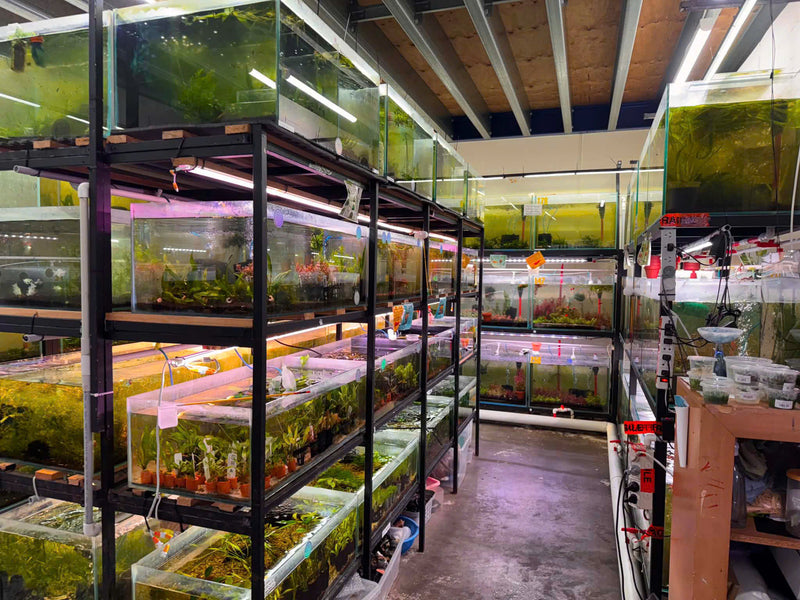 Aisle of freshwater aquariums inside Micro Aquatic Shop