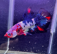 Male Beta - Painted Samurai