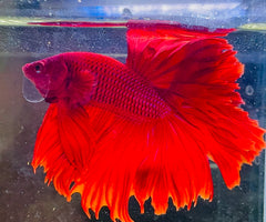 Betta Male - A Grade Half Moon Doubletail Red 6cm Show