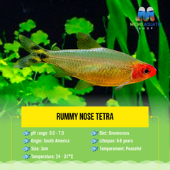 Rummy Nose Tetra 3 cm