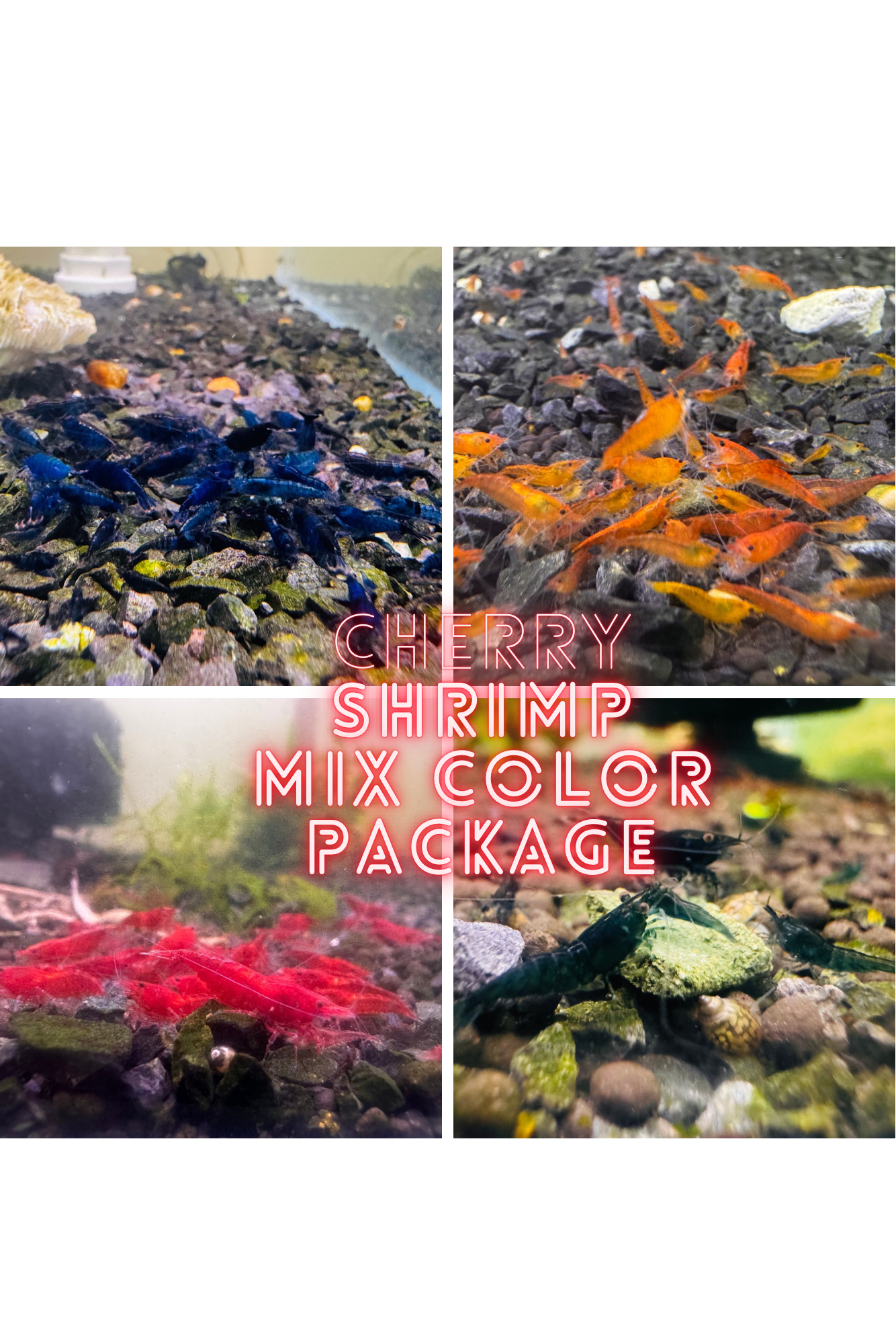 Cherry Shrimp Mix Color Package