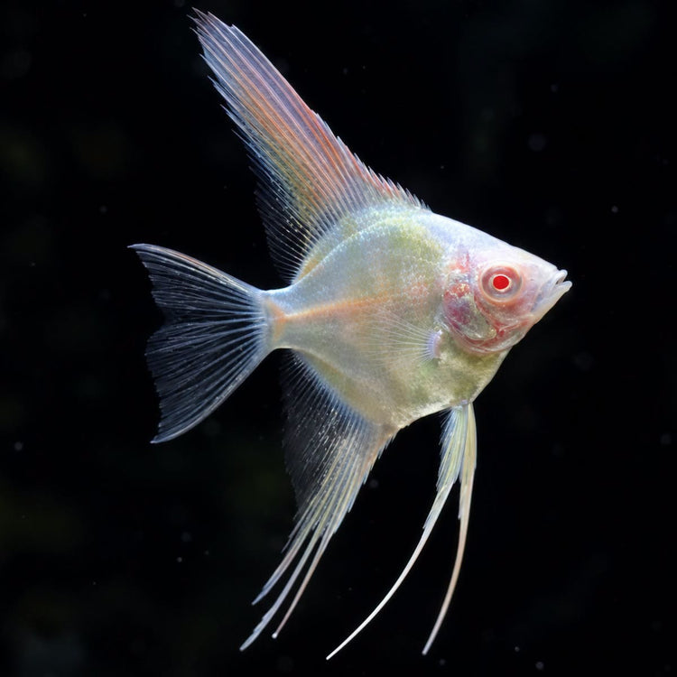 Angel - Albino Red Eye 3.5cm