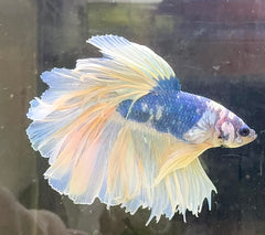 Betta Male - A Grade Giant Super Delta 6cm Show A1