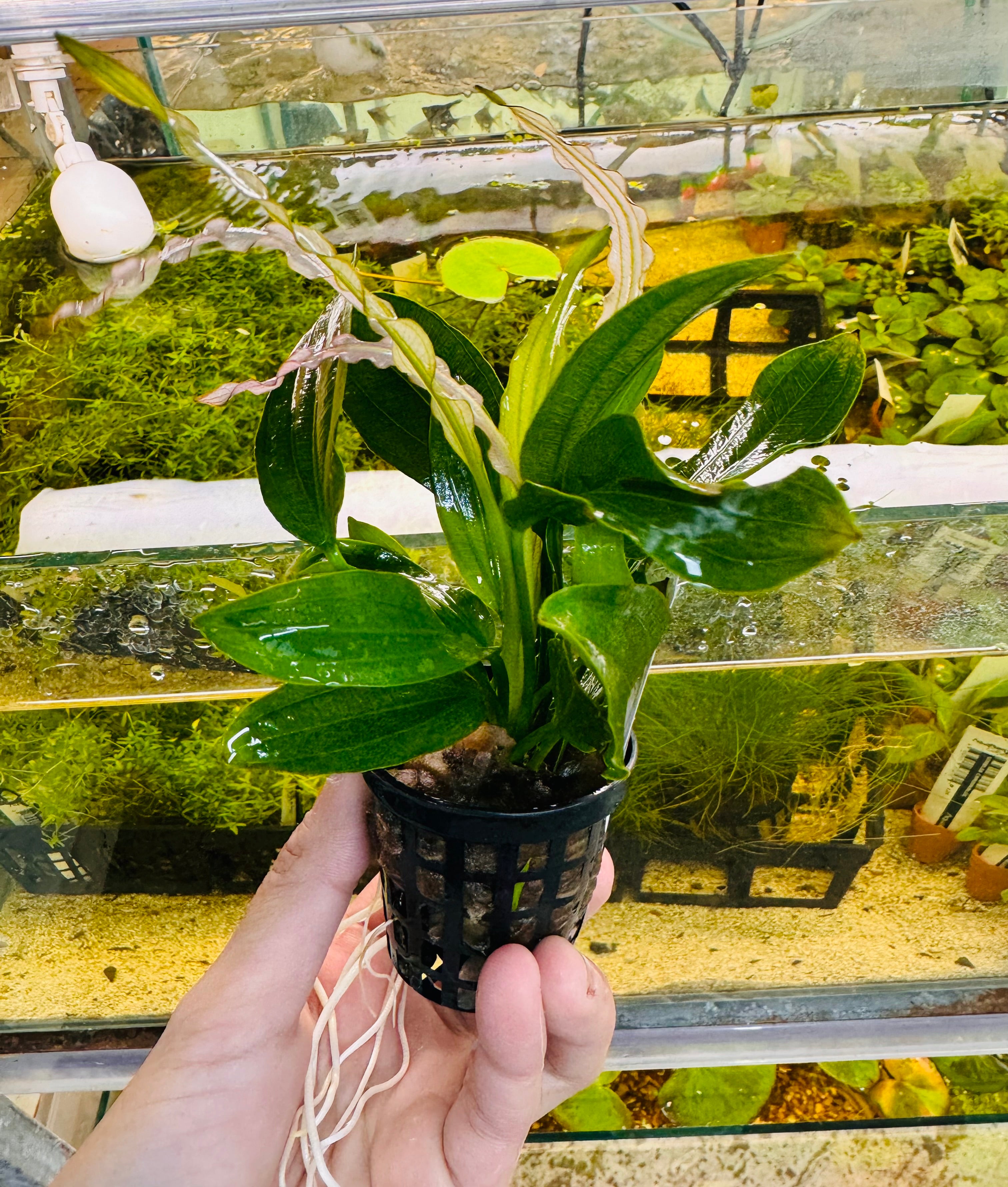 Low Tech Rare- Echinodorus amazon 'White Flame “