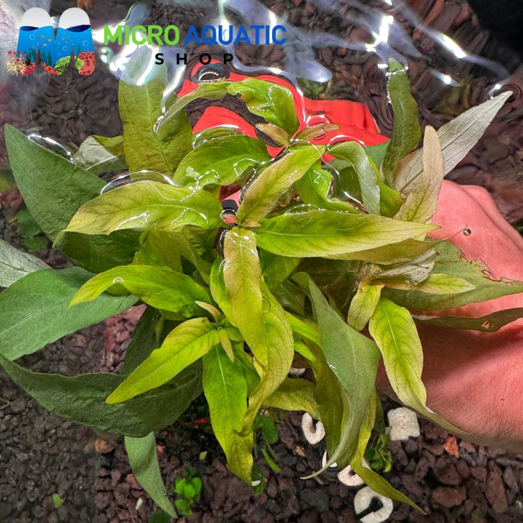 Hygrophila Corymbosa - Stricta