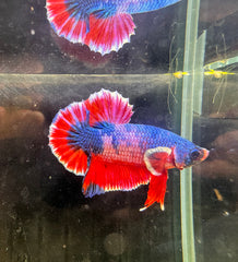 Betta Male - A Grade Plakat 4cm Show A1