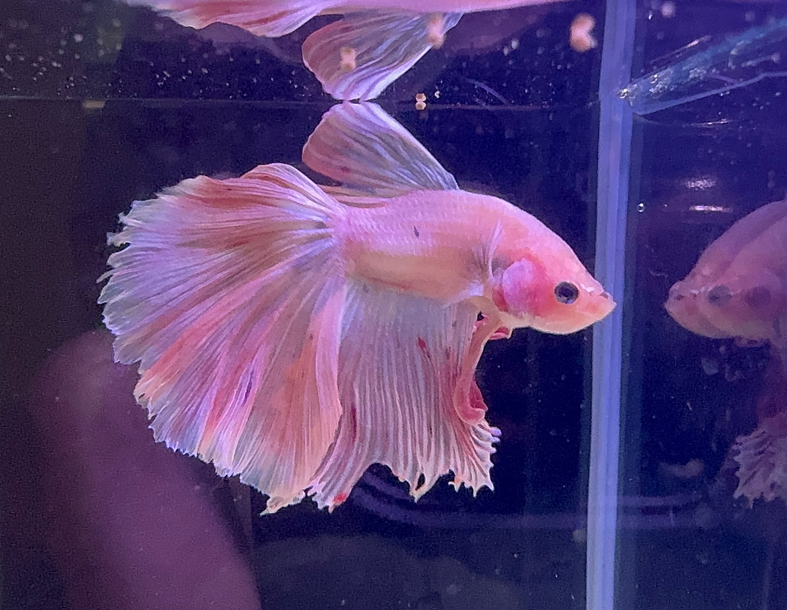 Betta Male - A Grade Prince 6cm Show