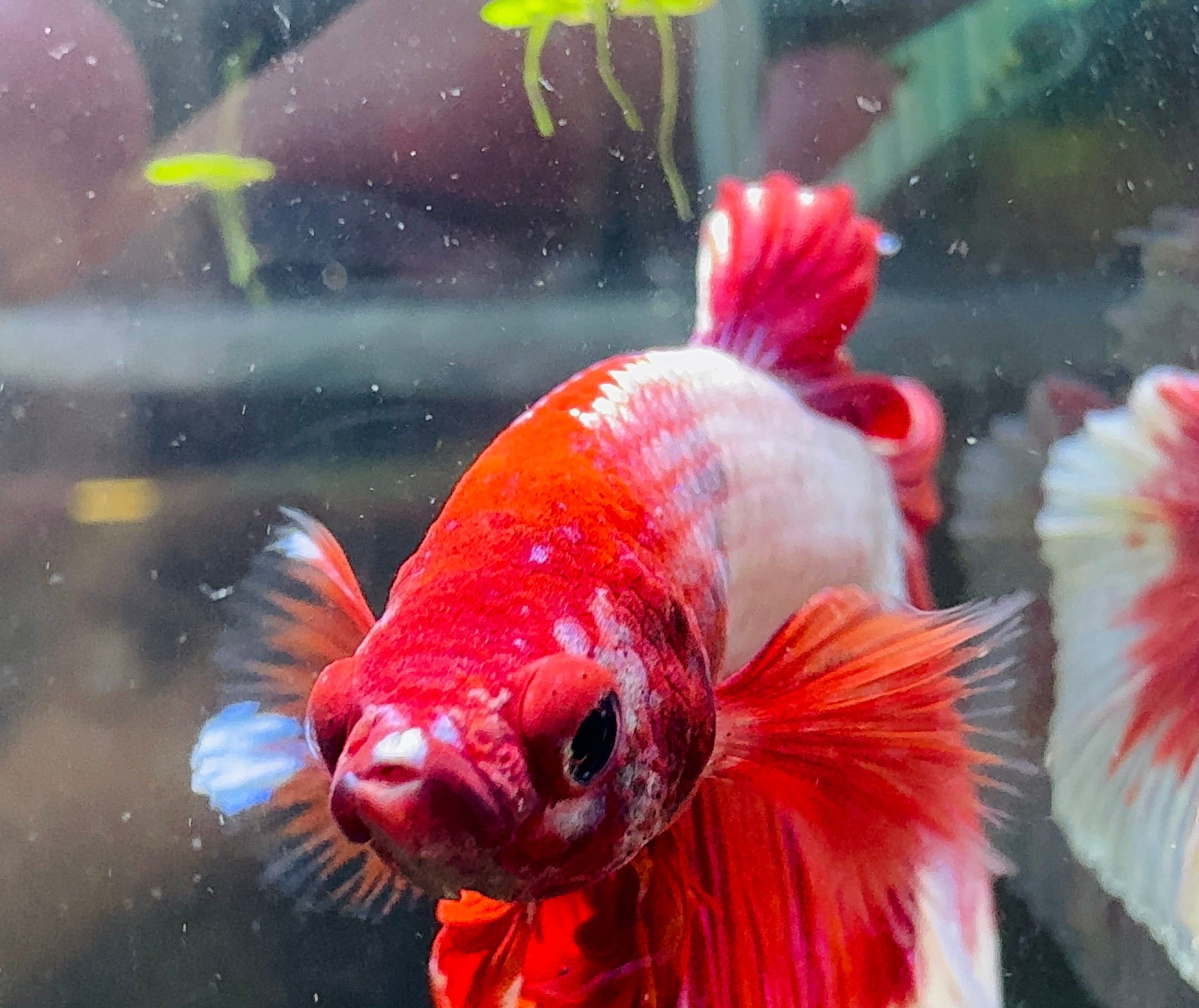 Betta Male - A Grade Half Moon Doubletail 6cm Show A5