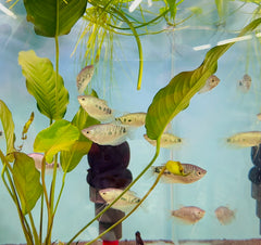 Opaline Gourami (Trichopodus trichopterus ) 5cm