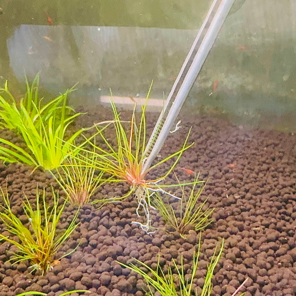Nano Plant - Eriocaulon 'Blood Vomit' Micro Aquatic Shop
