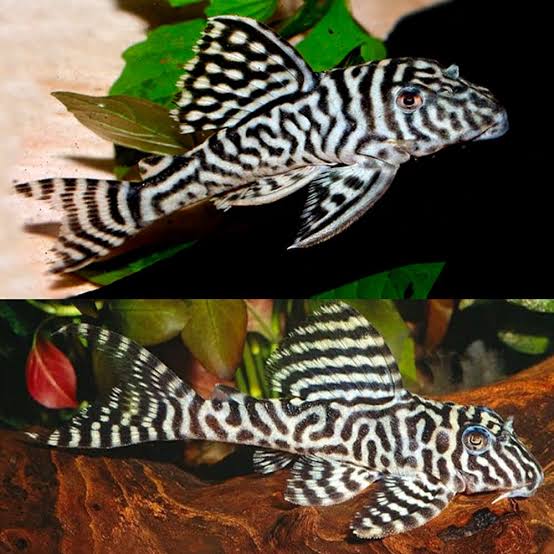 L066 King Tiger Pleco