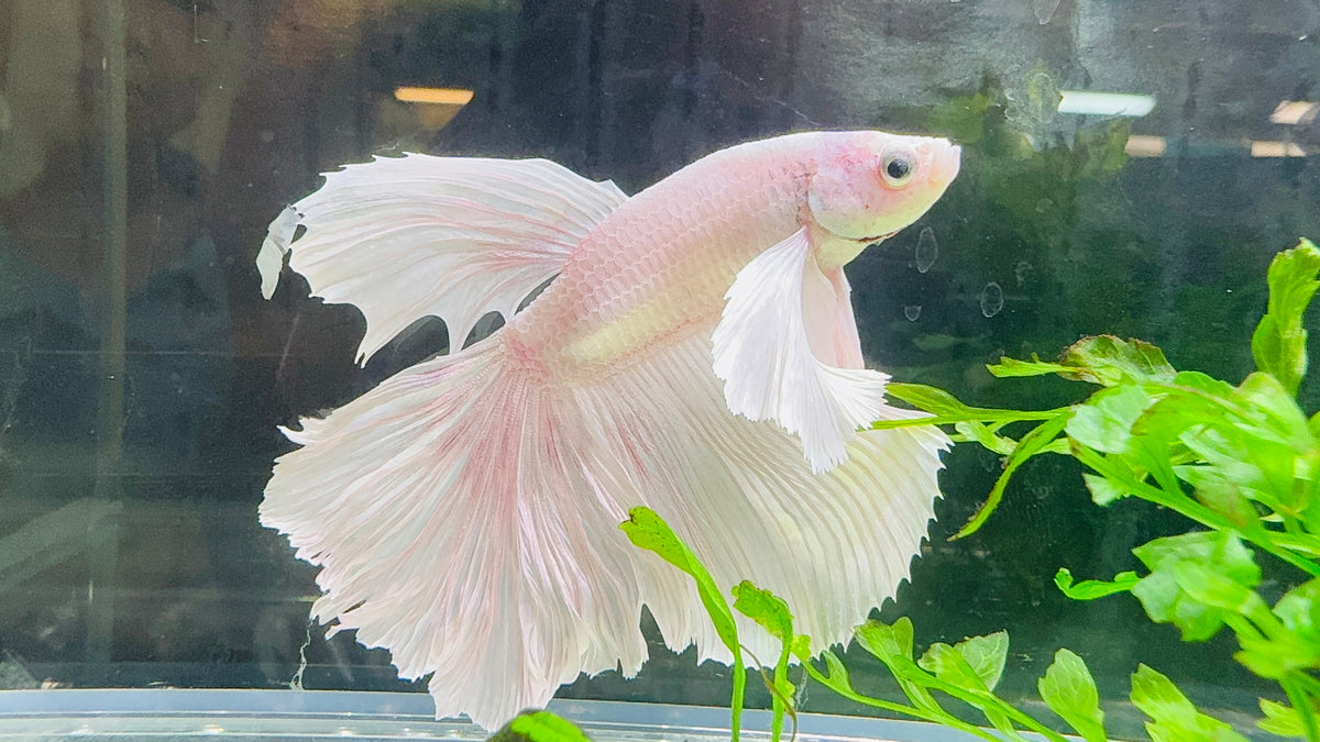 Betta - Giant Platinum Dumbo Ear 6cm