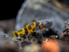 Dwarf leopard goby 2cm