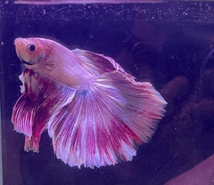 Betta Male - A Grade Purple Dress 6cm Show