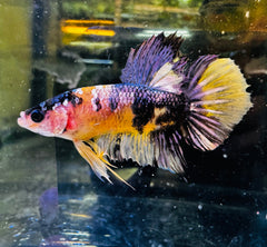 Tiger Cooper Male Betta A2