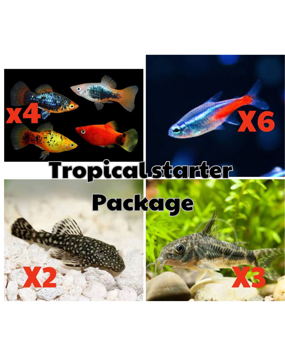 *New* 15 x Tropical Starter Package 1