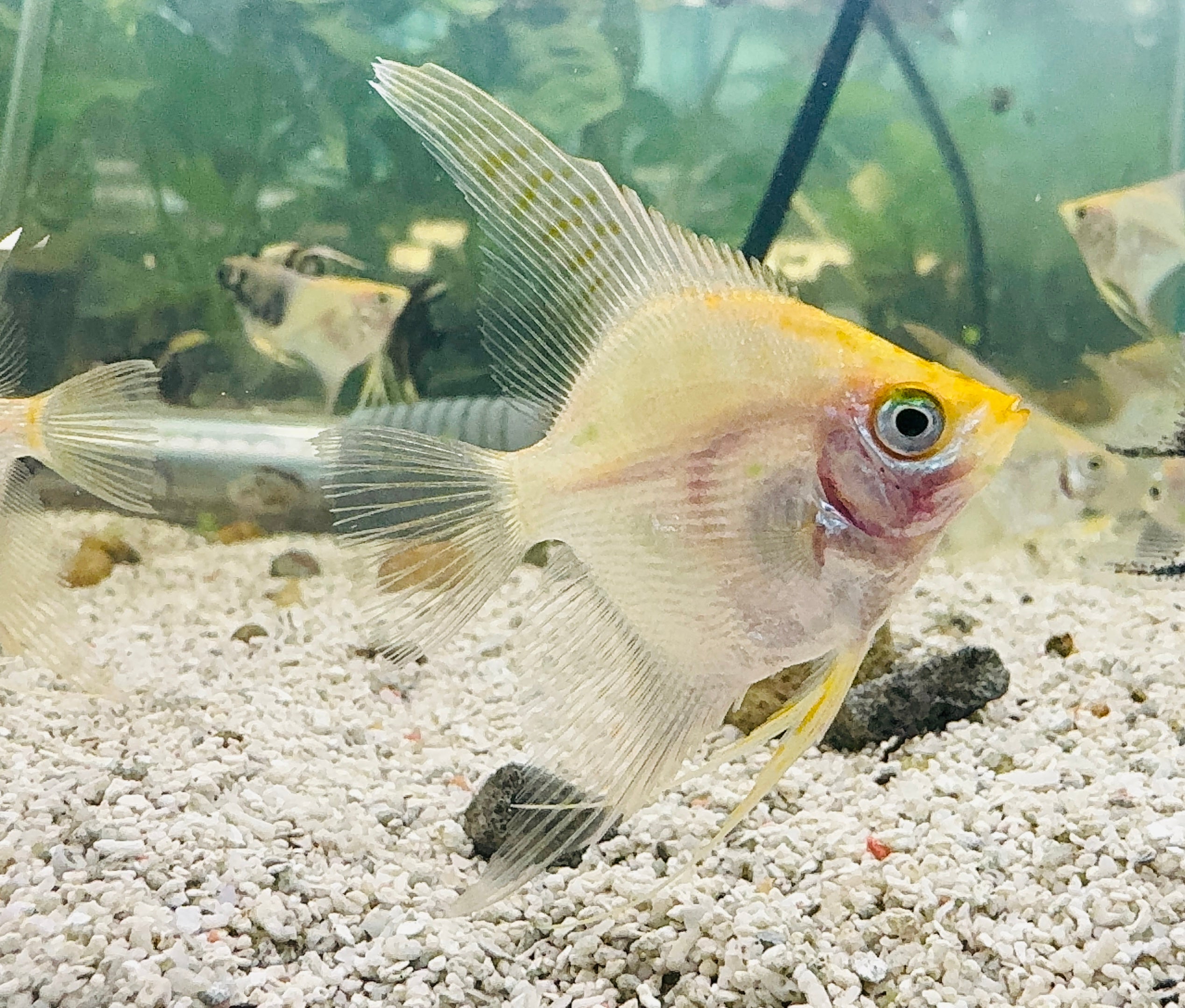 Angel fish - Golden