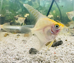 Angel fish - Golden