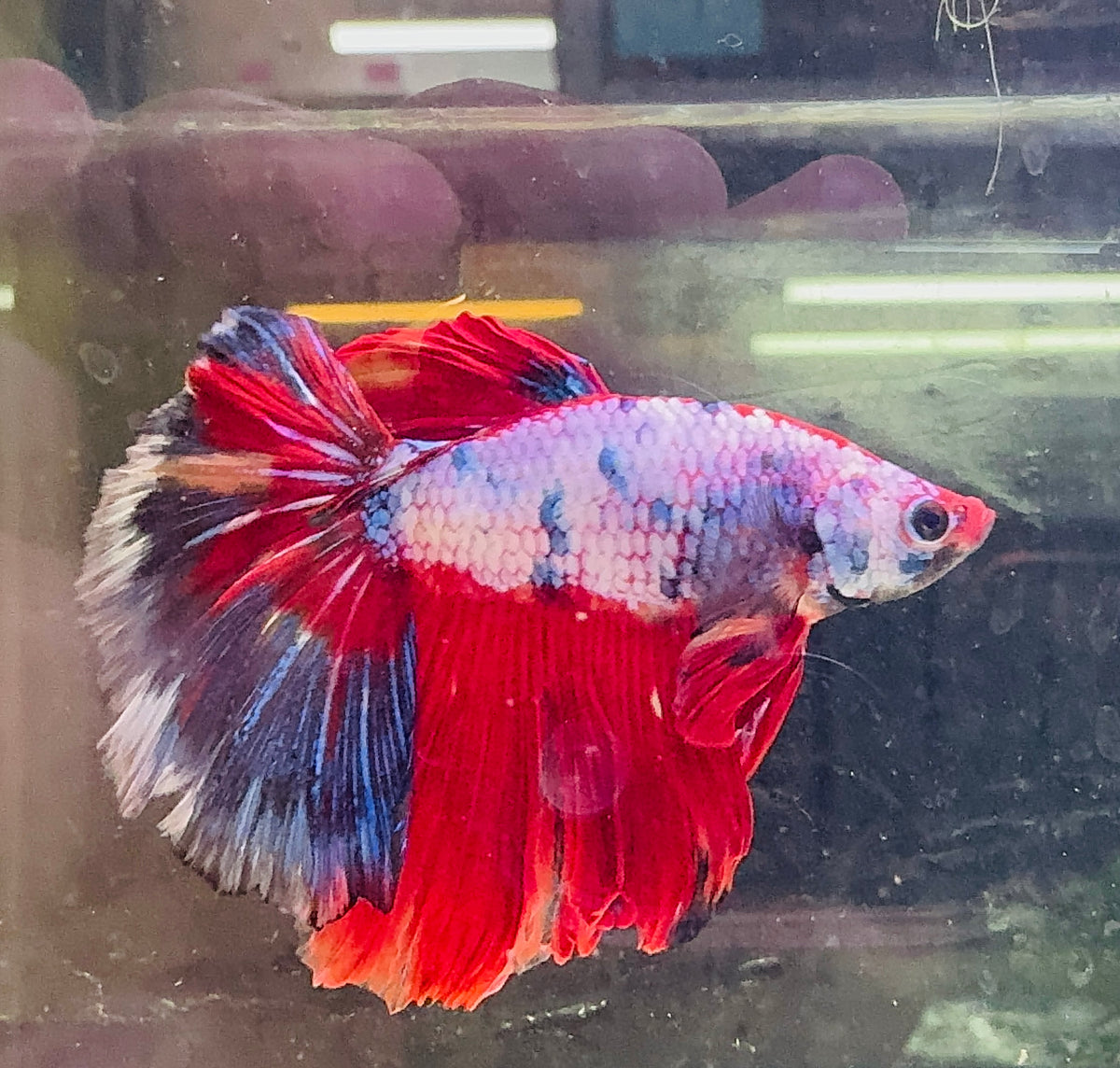 Betta Male - A Grade Giant Super Delta 6cm Show A2