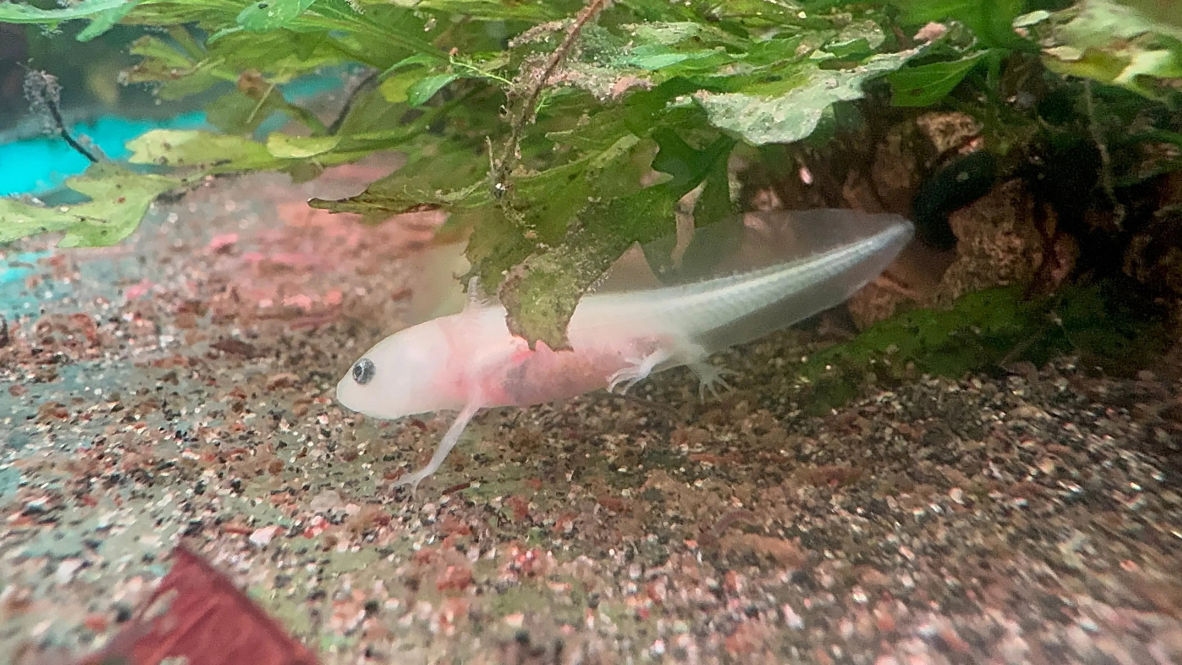 1 Baby Axolotl (6 Weeks Old) – Starter Pack Micro Aquatic Shop