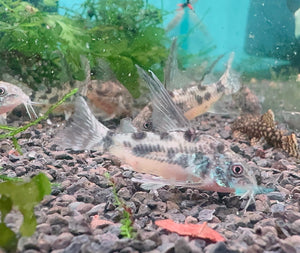Corydora - Peppered Hifin Micro Aquatic Shop
