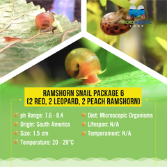 Ramshorn Snail Package 6 (2 Red, 2 Leopard, 2 Peach ramshorn)