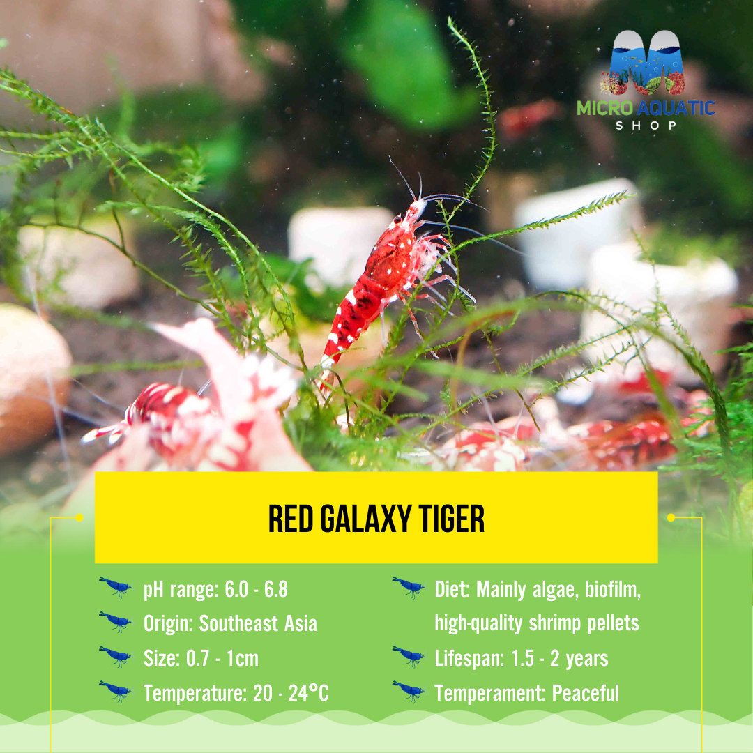 Red Galaxy Tiger