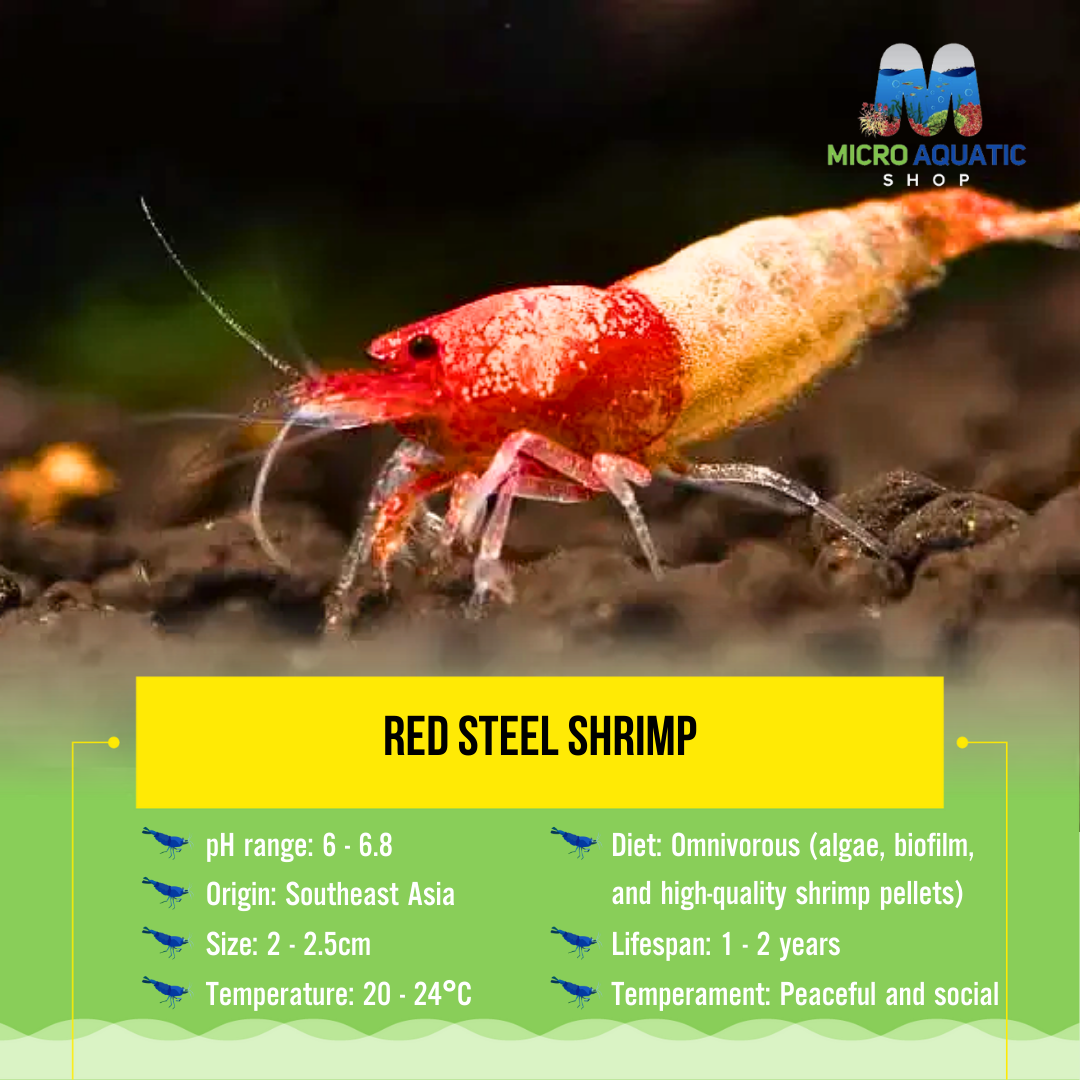 Red Steel Shrimp