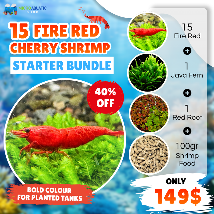 Fire Red Cherry Shrimp Starter Bundle