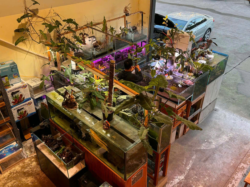 Planted aquarium displays at Micro Aquatic Shop