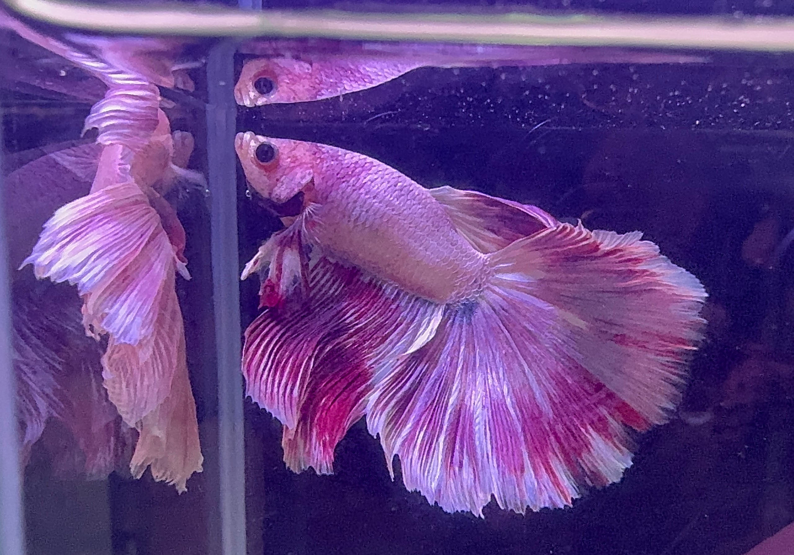 Betta Male - A Grade Purple Dress 6cm Show