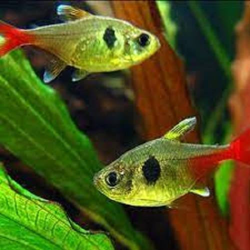 Yellow Phantom Tetra 3cm