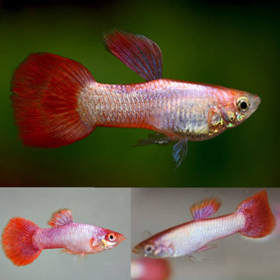 Pastel Pink Male Guppy