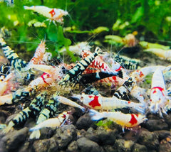 5x Mix Caridina Shrimps