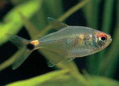 Head & Tail Light Tetra 3cm