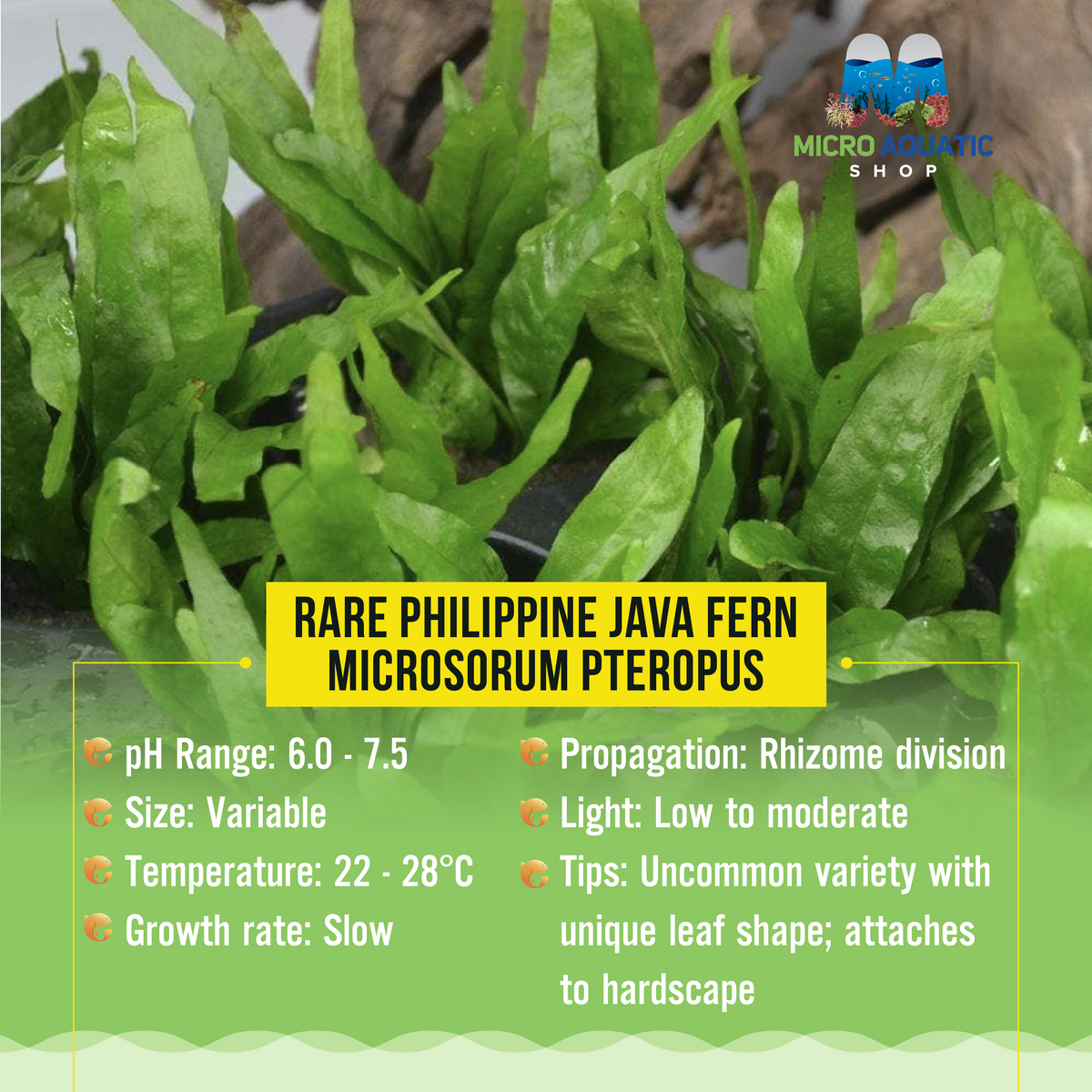 Rare Philippine Java fern - Microsorum pteropus