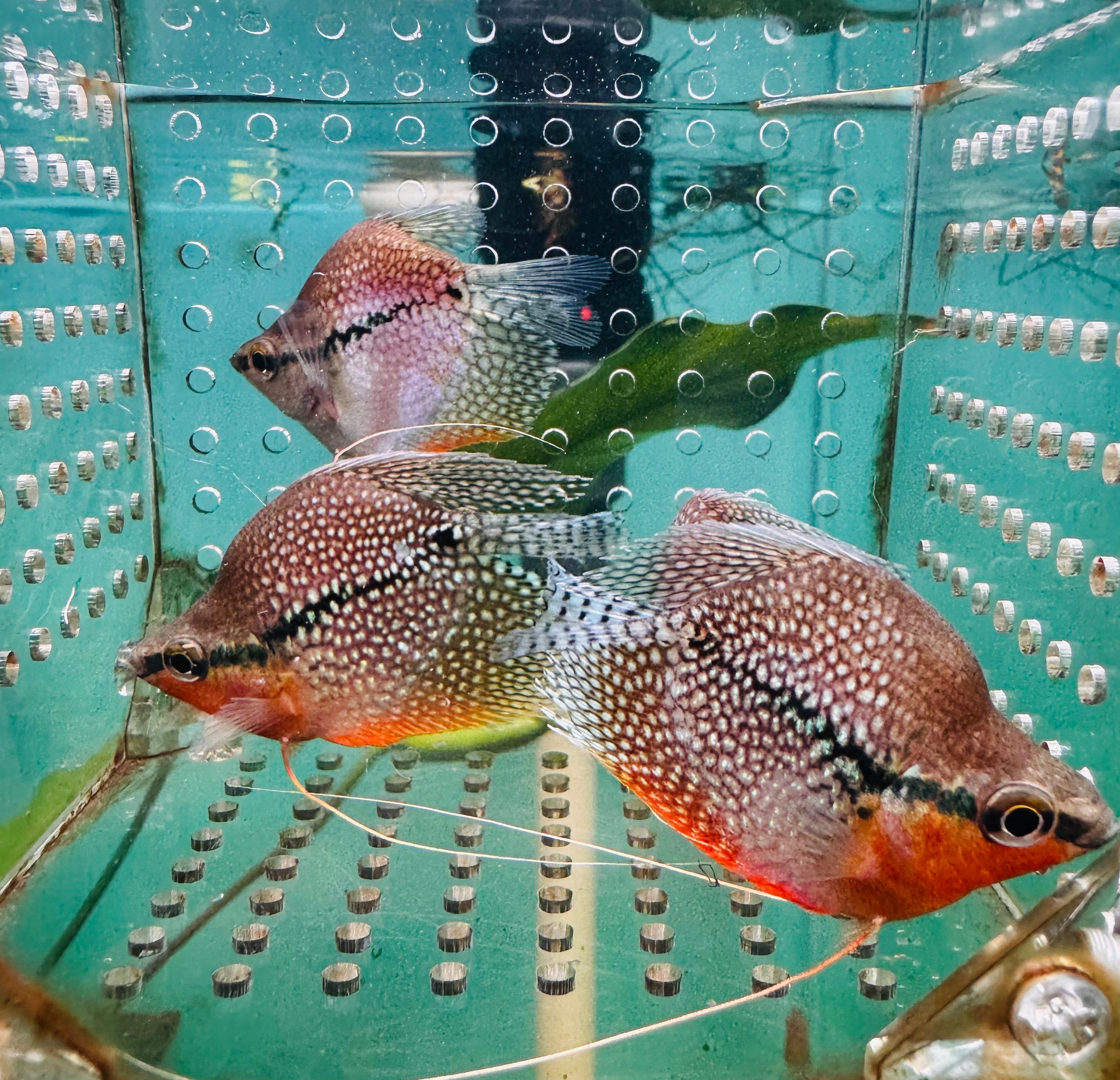 Gourami - Short Body Pearl 6cm Show Micro Aquatic Shop