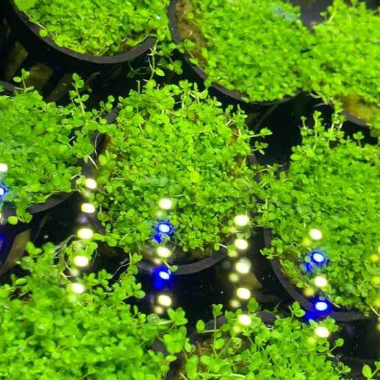 Buy 2 get 1 Free Hemianthus micranthemoides (Narrow Leafed Baby Tears)