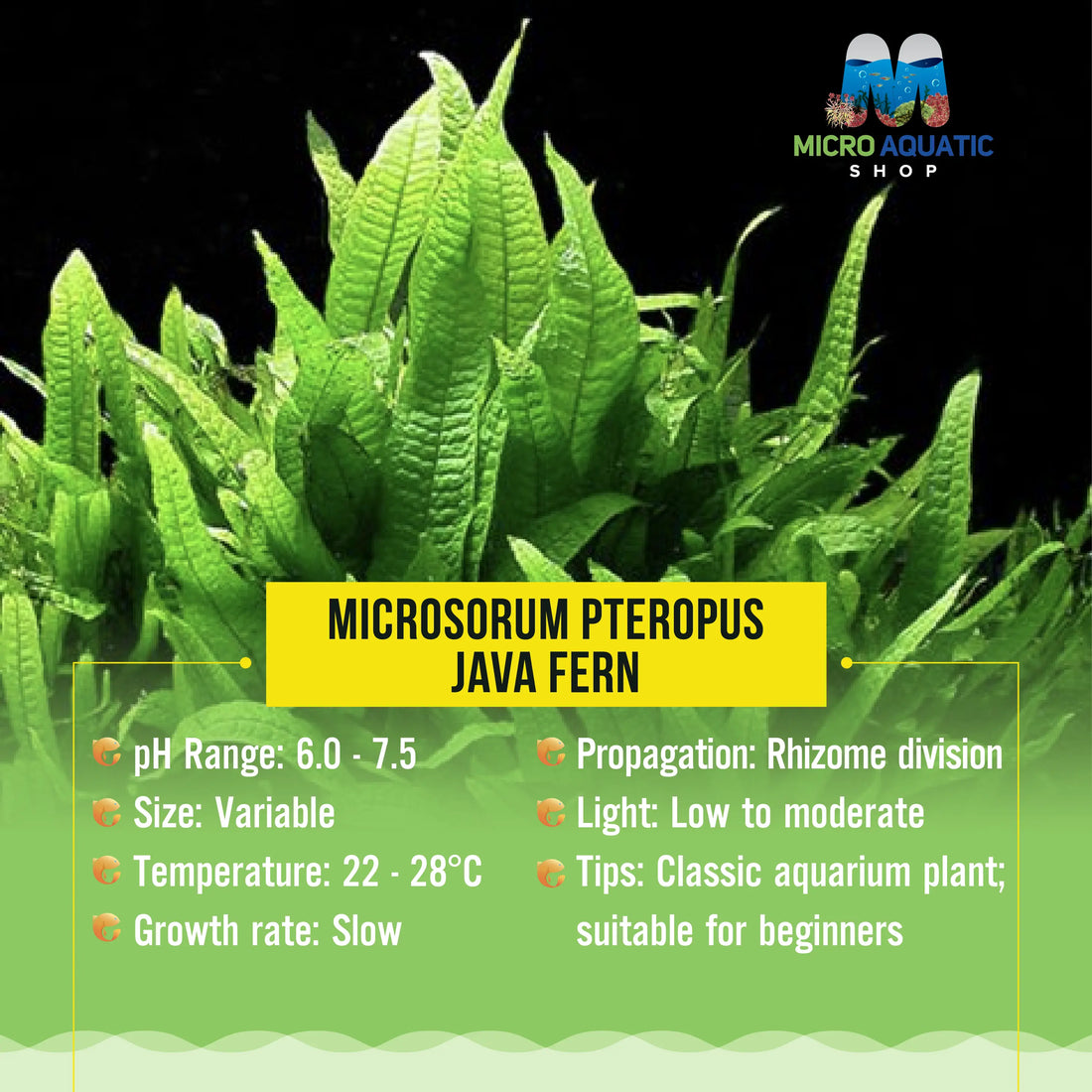 Java Fern Size Chart Java Fern - Hardy Aquatic Plant for Freshwater Aquariums – Micro ...