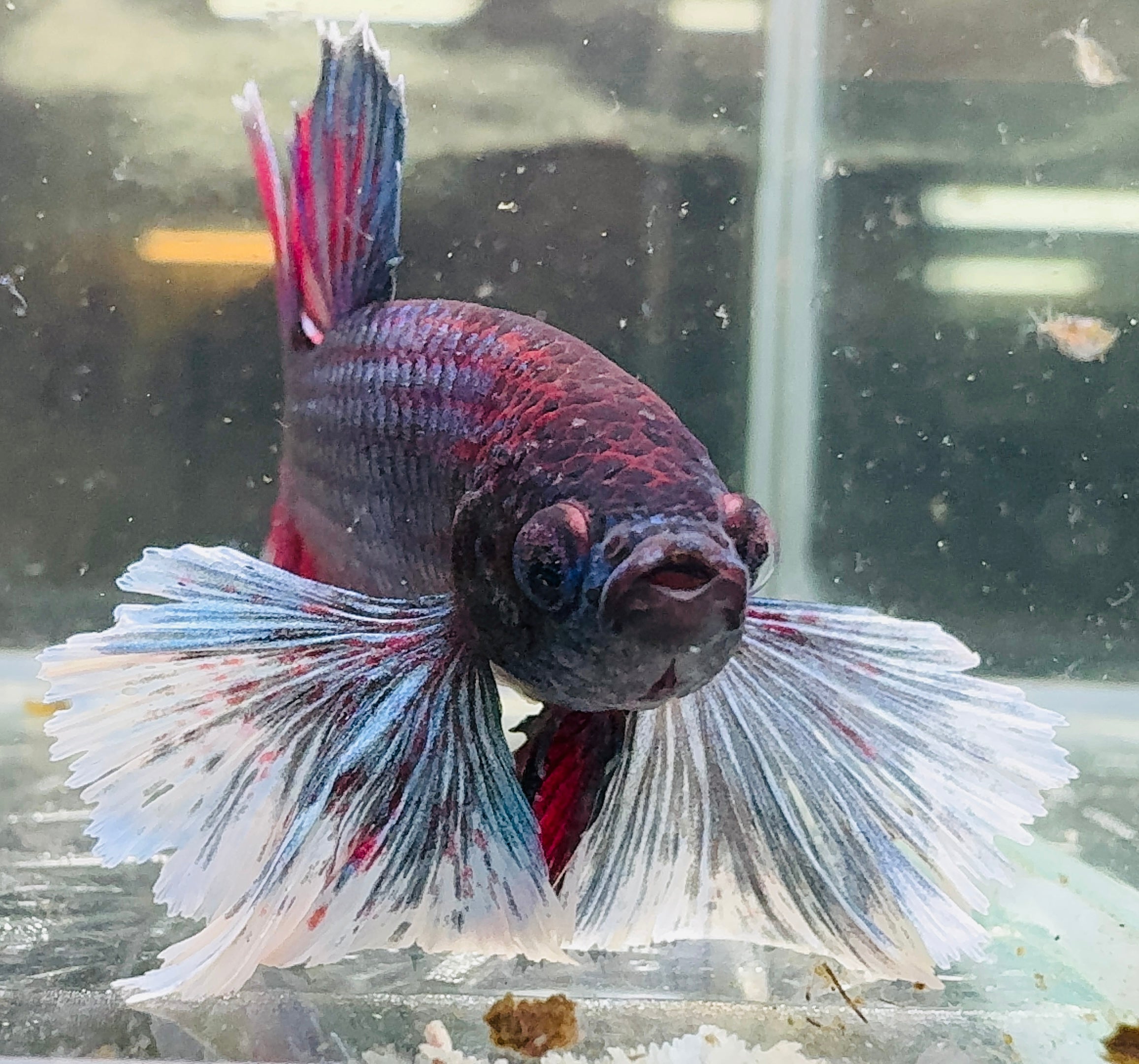 Betta Male - Purple Dumbo Ear Special Show