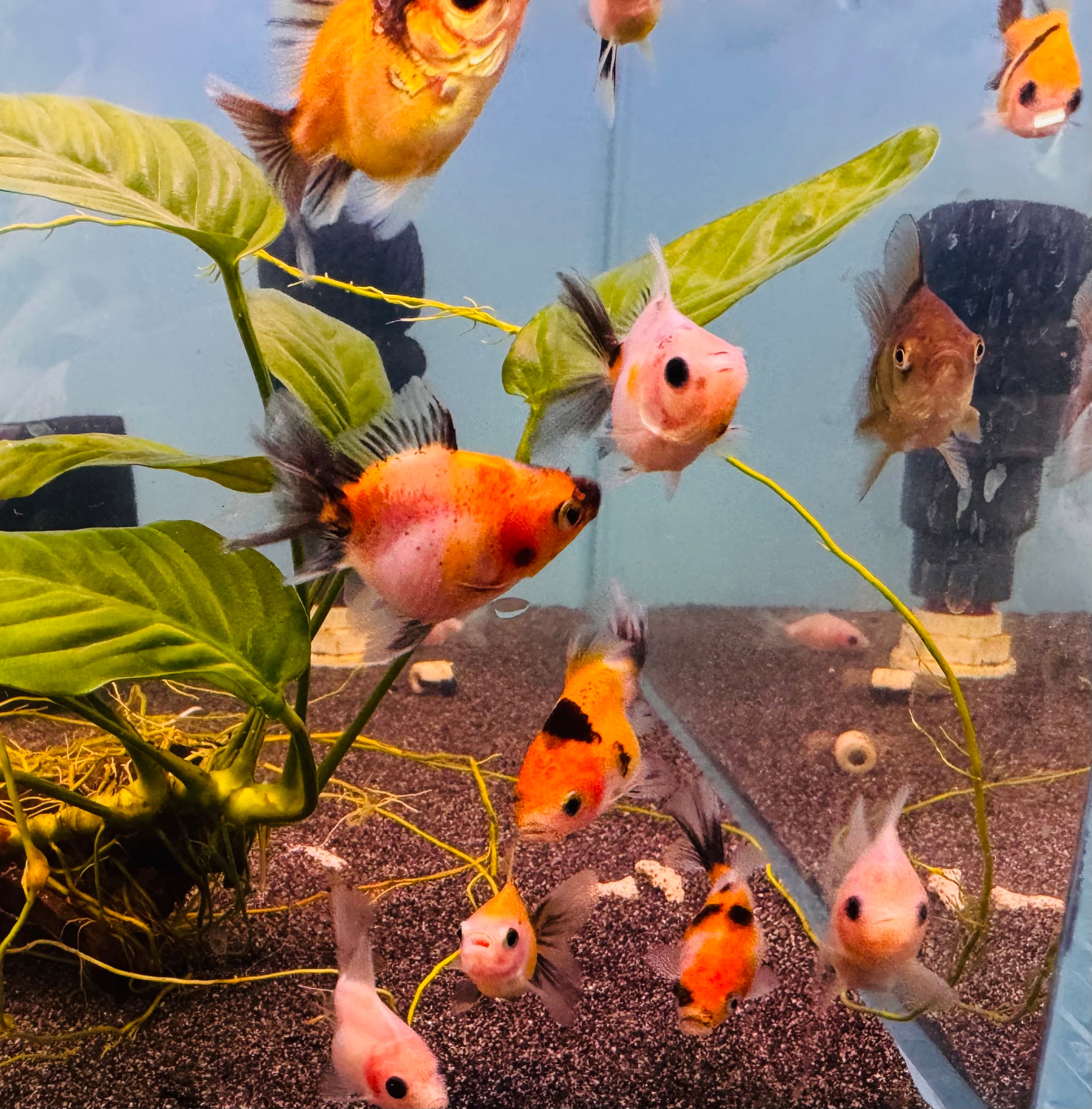 Gold Fish - Oranda