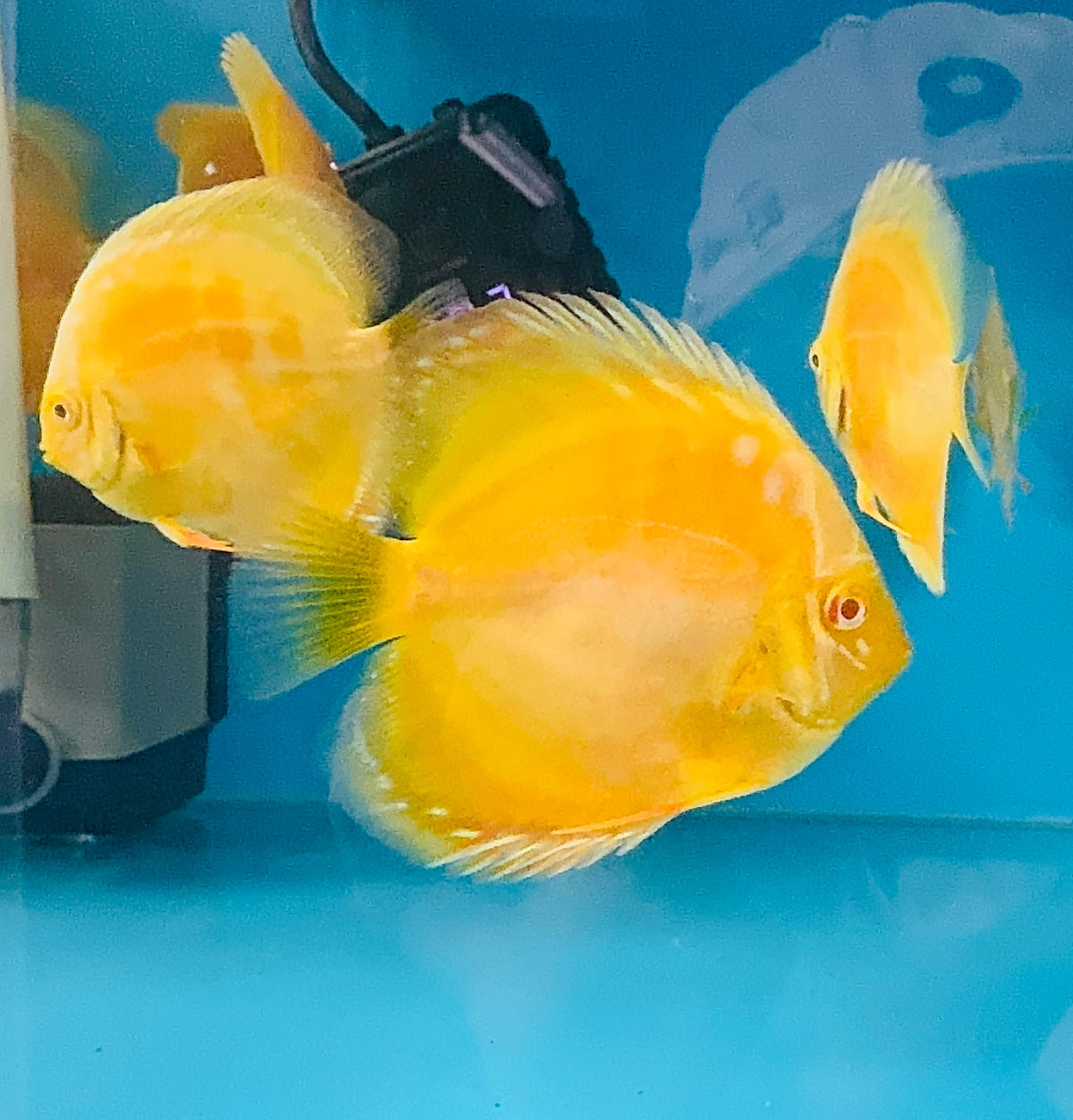 Yellow Sunset Discus Discus - Albino Yellow Golden 7cm Nice – Micro Aquatic Shop