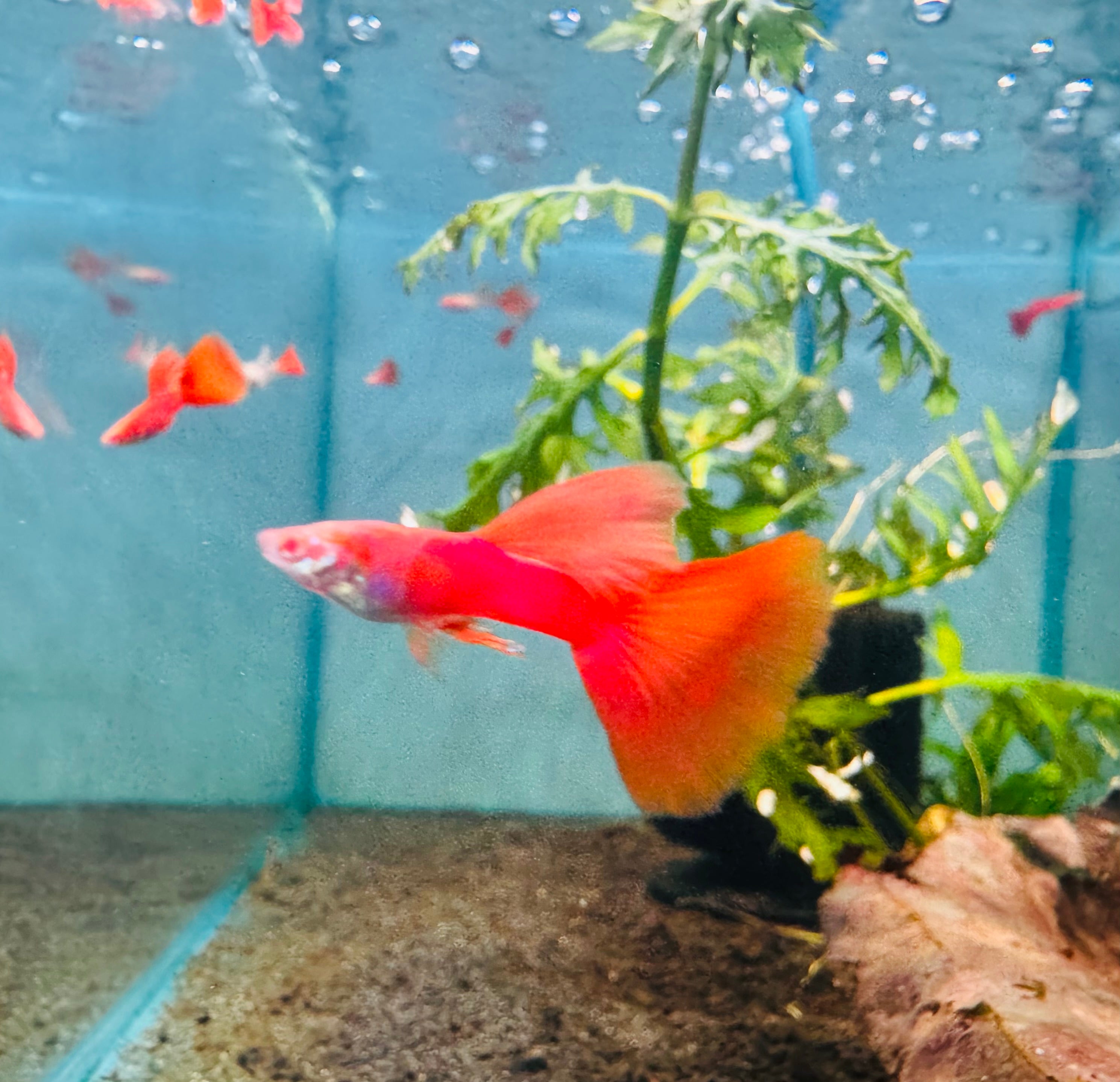 Guppy - Albino Full Red Pair