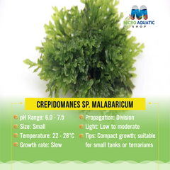 Crepidomanes sp. Malabaricum