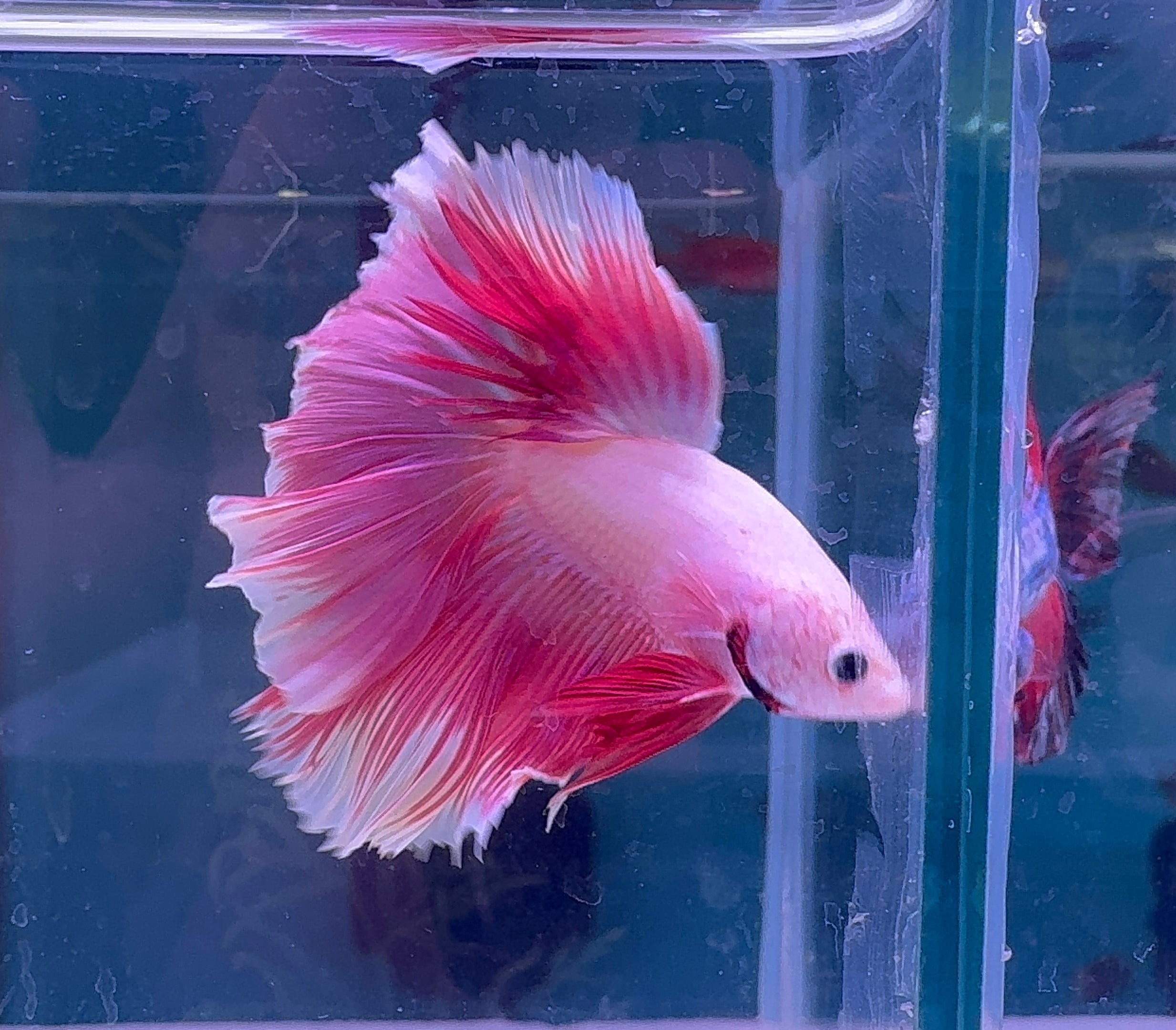 Betta Male - A Grade Prince P1 Show