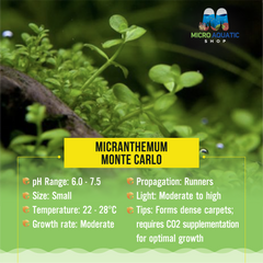 Micranthemum - Monte Carlo