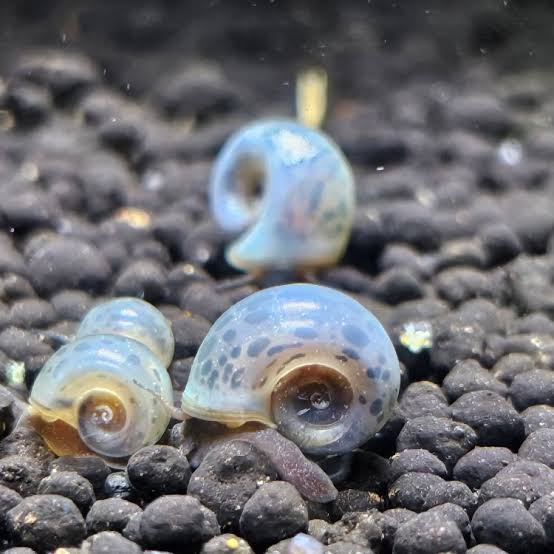 Ramshorn Snail - Blue - Blue leopard