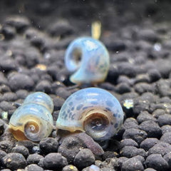 Ramshorn Snail - Blue - Blue leopard